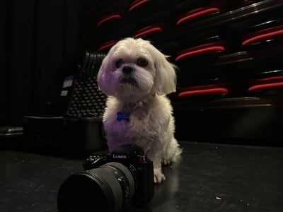 Milo - calm and peaceful